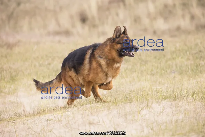  : Dog German Shepherd