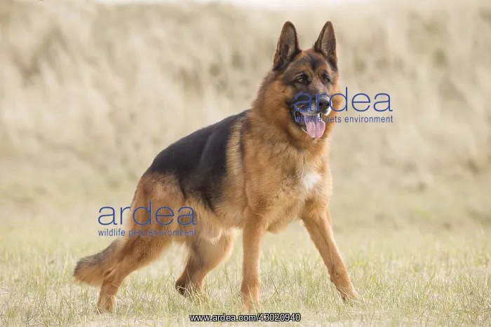  : Dog German Shepherd