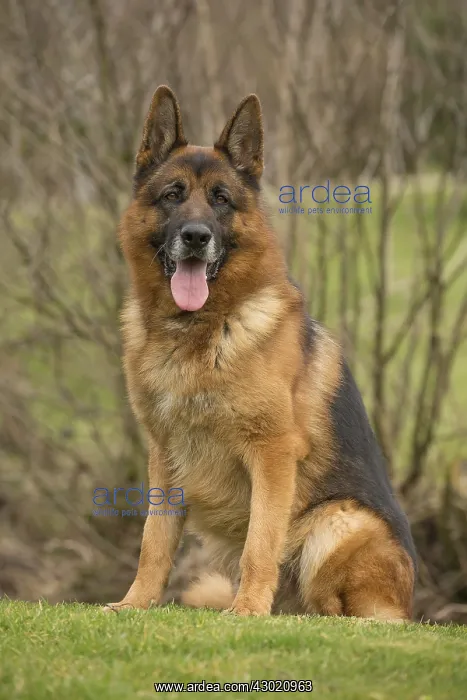  : Dog German Shepherd