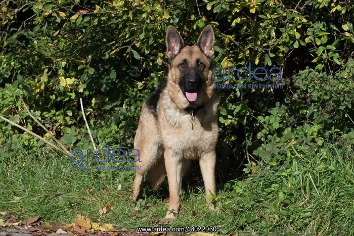  : Dog German Shepherd