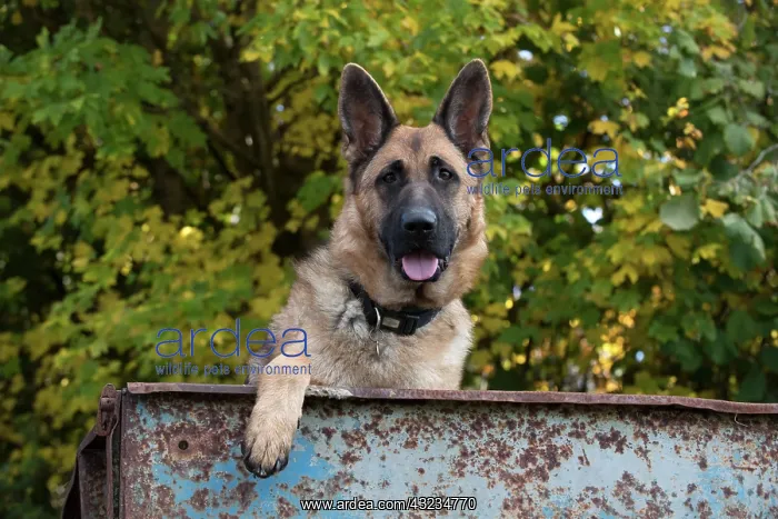 : Dog German Shepherd : Dog German Shepherd