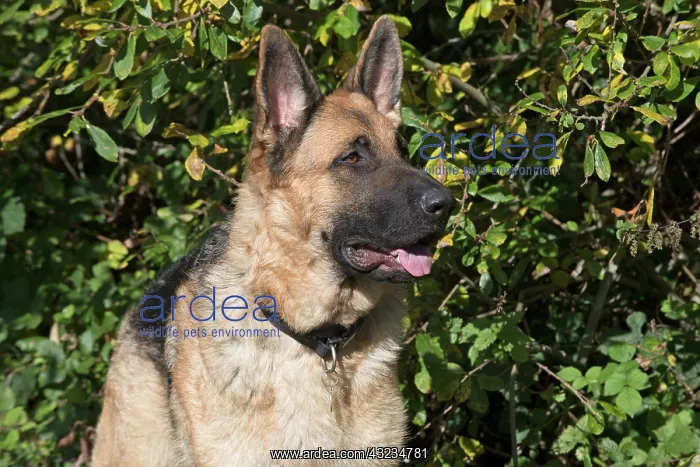: Dog German Shepherd : Dog German Shepherd