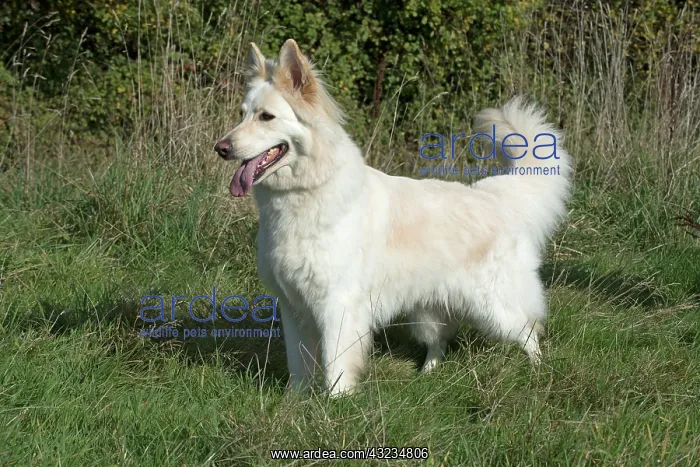: Dog German Shepherd : Dog German Shepherd