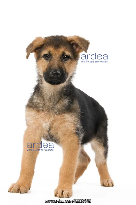 : Dog - German Shepherd / Alsastian - puppy in studio : Dog - German Shepherd / Alsastian - puppy in studio