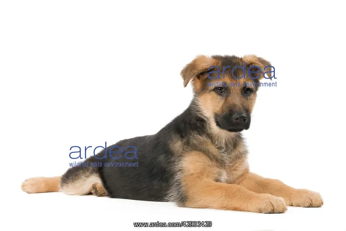 : Dog - German Shepherd / Alsastian - puppy in studio : Dog - German Shepherd / Alsastian - puppy in studio