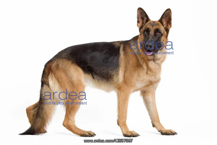 : Dog - German Shepherd / Alsatian : Dog - German Shepherd / Alsatian