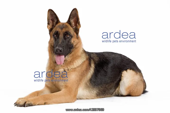 : Dog - German Shepherd / Alsatian : Dog - German Shepherd / Alsatian