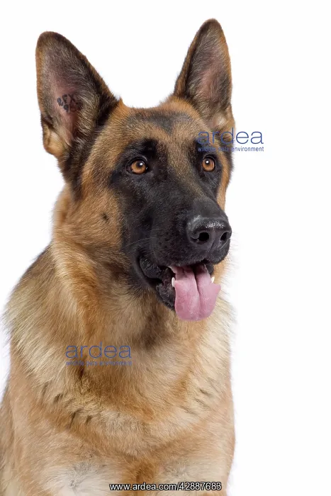 : Dog - German Shepherd / Alsatian : Dog - German Shepherd / Alsatian
