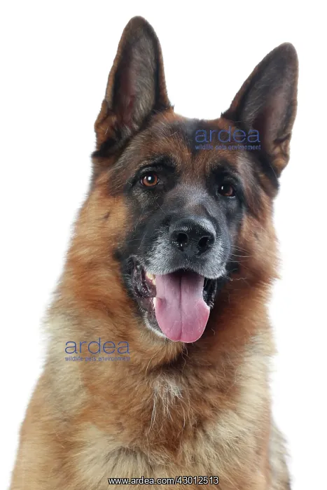  : Dog German Shepherd  /  Alsatian
