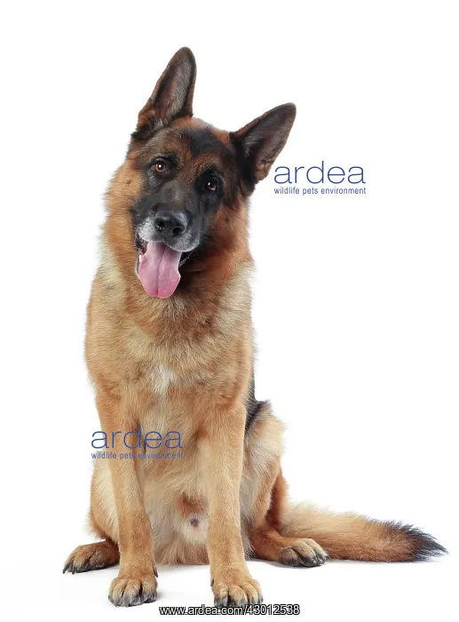  : Dog German Shepherd  /  Alsatian