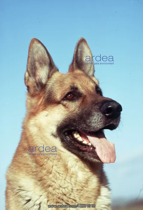 : DOG - GERMAN SHEPHERD / ALSATIAN : DOG - GERMAN SHEPHERD / ALSATIAN