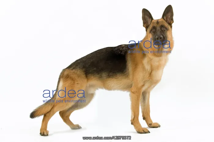 : Dog - German Shepherd / Alsatian. Also known as : Dog - German Shepherd / Alsatian. Also known as