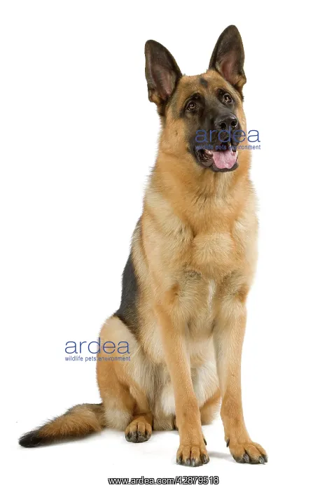  : Dog - German Shepherd  /  Alsatian. Also known as