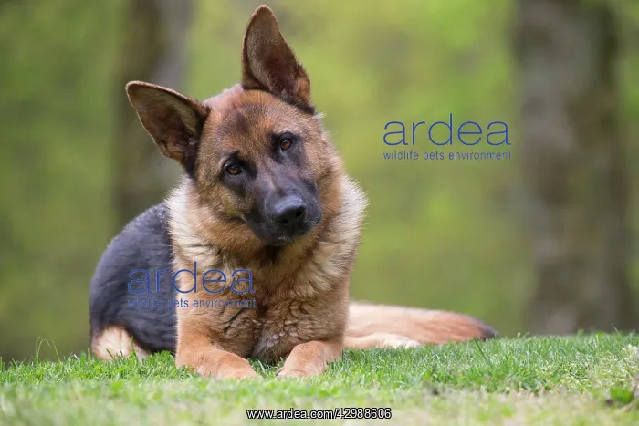  : Dog - German Shepherd  /  Alsatian - lying down