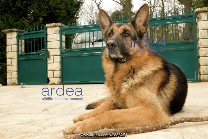  : Dog - German Shepherd  /  Alsatian - lying outside gates