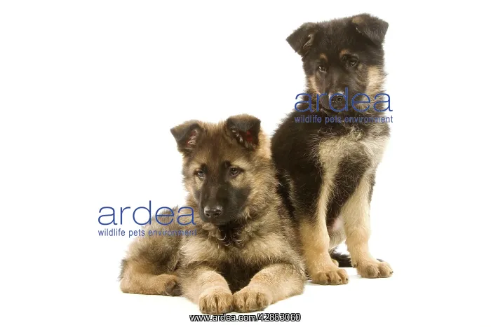 : Dog - German Shepherd / Alsatian puppies in studio : Dog - German Shepherd / Alsatian puppies in studio