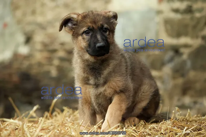  : Dog - German Shepherd  /  Alsatian - Puppy