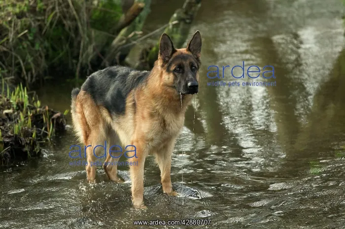  : Dog - German Shepherd  /  Alsatian - In river