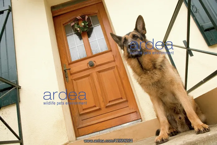 : Dog - German Shepherd / Alsatian - sitting outside : Dog - German Shepherd / Alsatian - sitting outside