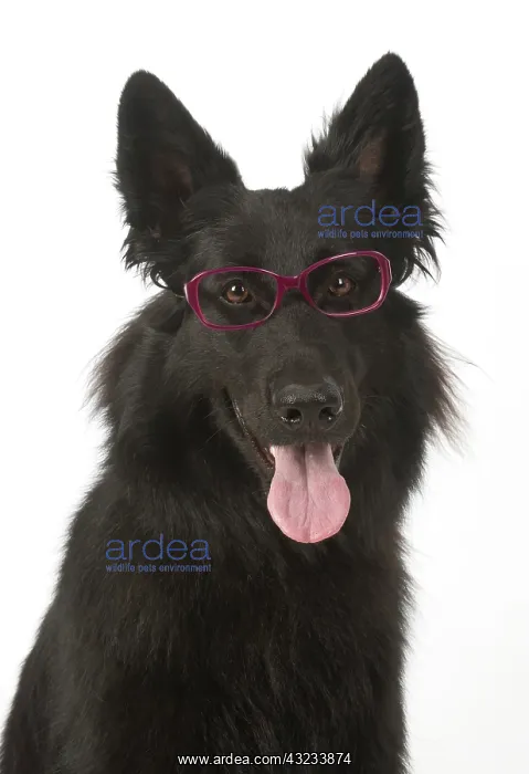 : Dog German Shepherd (black) : Dog German Shepherd (black)