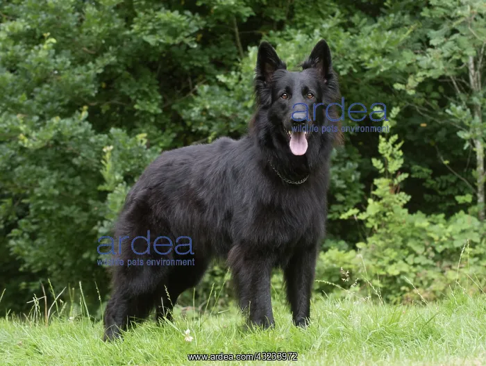 : Dog German Shepherd (black) : Dog German Shepherd (black)