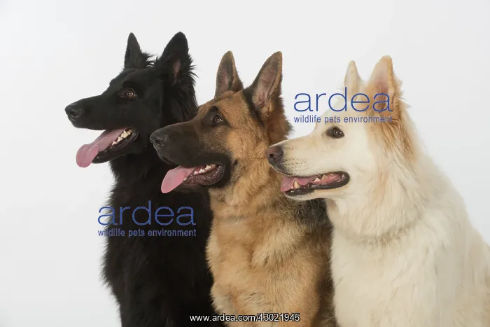 : Dog German Shepherd (black, sable & white) : Dog German Shepherd (black, sable & white)