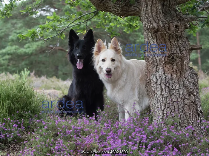 : Dog German Shepherd (black & white) : Dog German Shepherd (black & white)