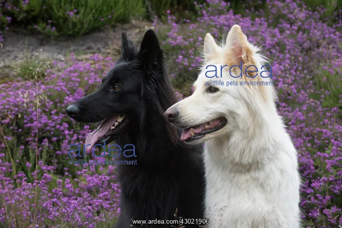 : Dog German Shepherd (black & white) : Dog German Shepherd (black & white)