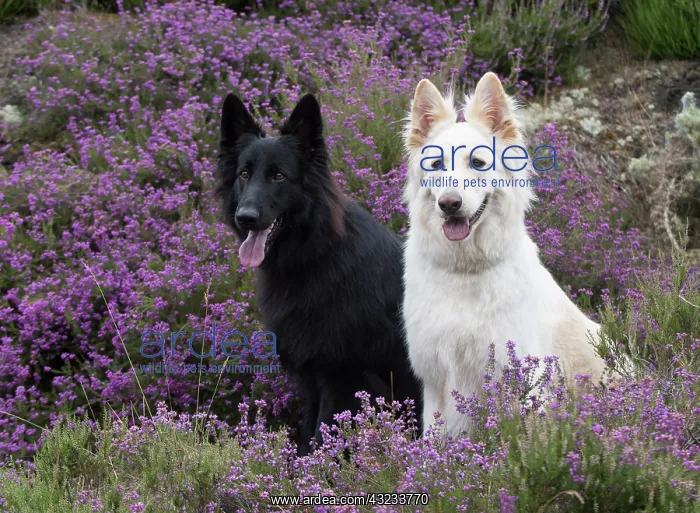 : Dog German Shepherd (black & white) : Dog German Shepherd (black & white)
