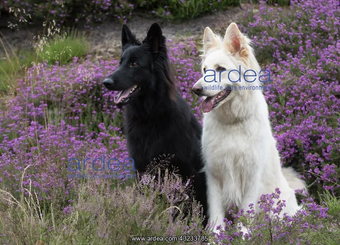 : Dog German Shepherd (black & white) : Dog German Shepherd (black & white)