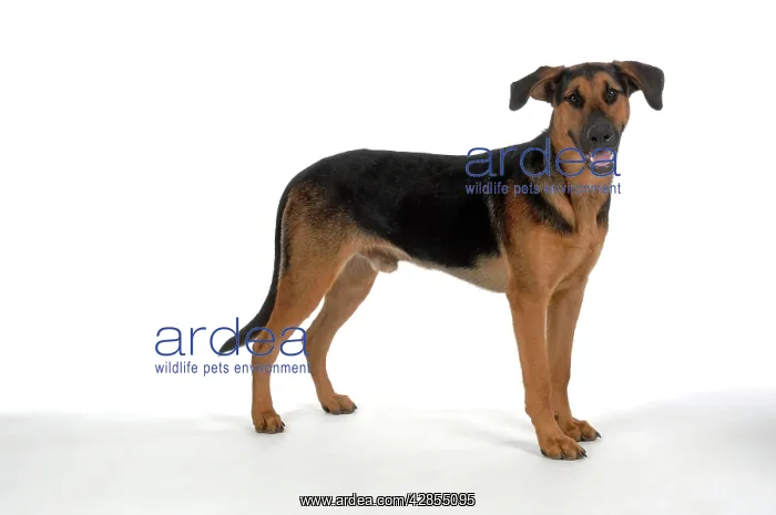  : DOG. German Shepherd cross Doberman
