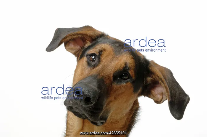: DOG. German Shepherd cross Doberman : DOG. German Shepherd cross Doberman