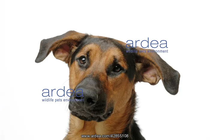  : DOG. German Shepherd cross Doberman
