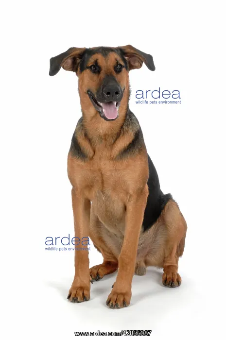  : DOG. German Shepherd cross Doberman sitting down