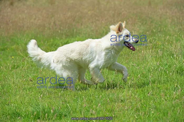 : Dog - German Shepherd dog : Dog - German Shepherd dog