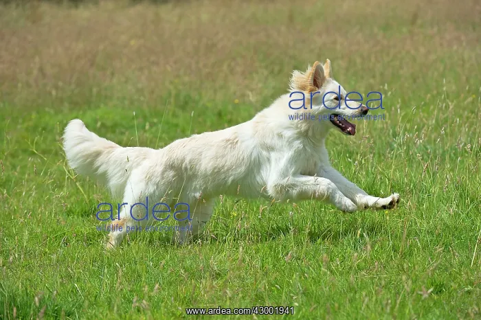 : Dog - German Shepherd dog : Dog - German Shepherd dog