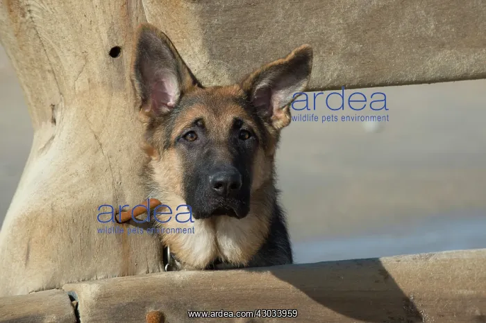  : Dog German Shepherd Dog on the beach over break water