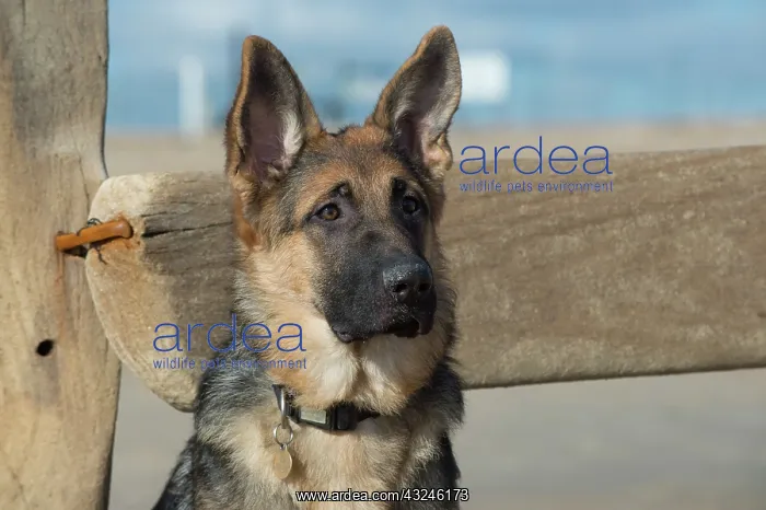  : Dog German Shepherd Dog on the beach over break water