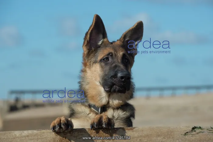  : Dog German Shepherd Dog on the beach over break water