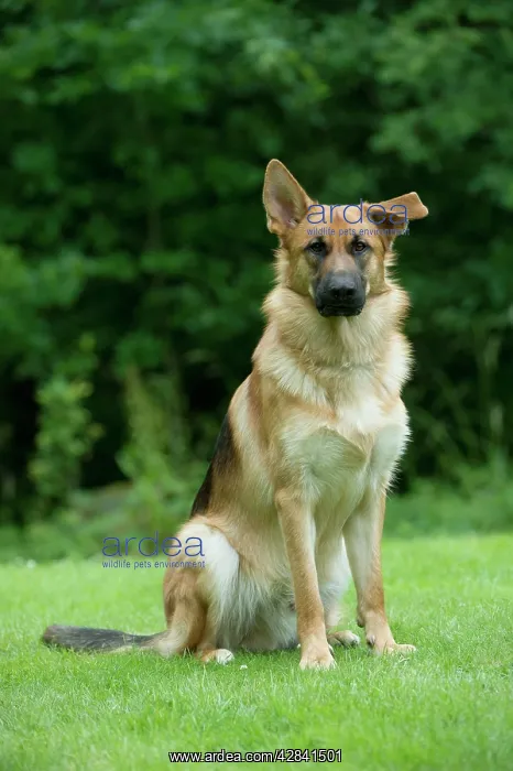 : DOG - German shepherd dog - with one ear pointed : DOG - German shepherd dog - with one ear pointed