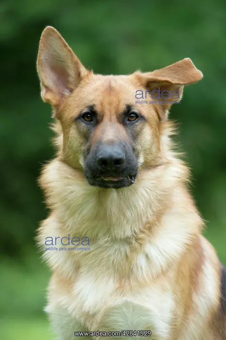 : DOG - German shepherd dog - with one ear pointed : DOG - German shepherd dog - with one ear pointed
