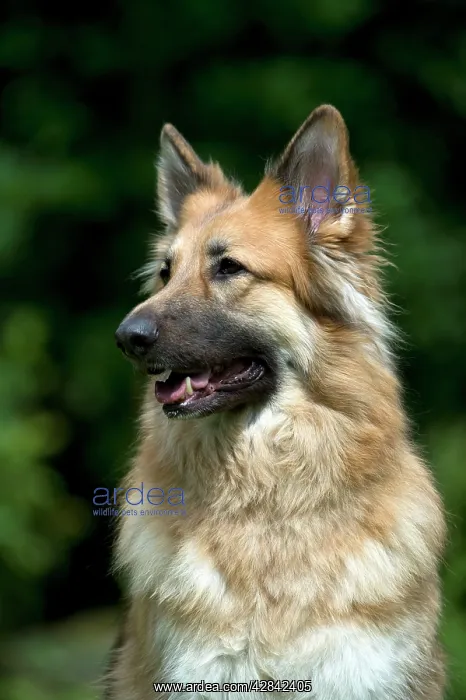 : DOG - German shepherd dog (head shot) : DOG - German shepherd dog (head shot)