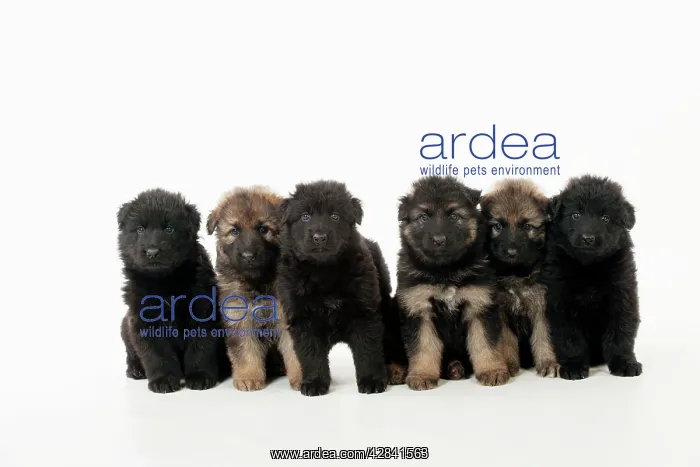 : DOG - German shepherd dog puppies- in a row : DOG - German shepherd dog puppies- in a row