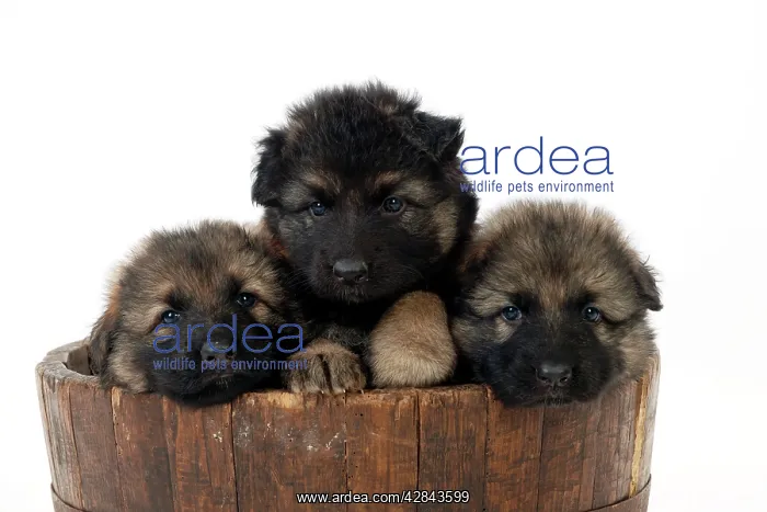 : DOG - German shepherd dog puppies - sitting in wooden tub : DOG - German shepherd dog puppies - sitting in wooden tub