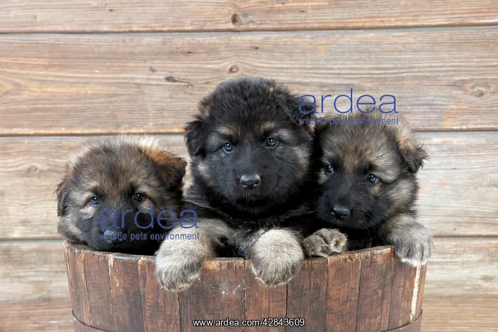 : DOG - German shepherd dog - puppies sitting in wooden tub : DOG - German shepherd dog - puppies sitting in wooden tub
