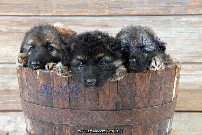 : DOG - German shepherd dog - puppies sitting in wooden tub