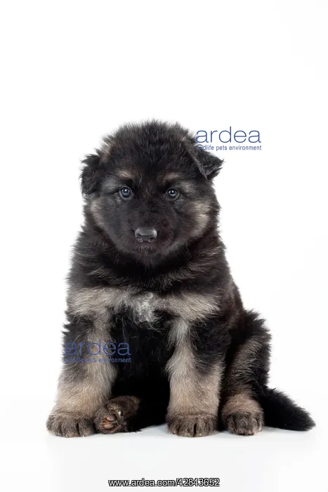 : DOG - German shepherd dog - puppy : DOG - German shepherd dog - puppy