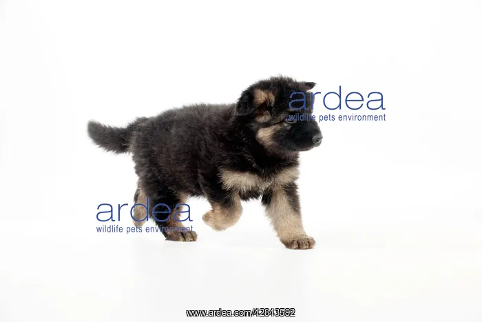 : DOG - German shepherd dog - puppy running : DOG - German shepherd dog - puppy running