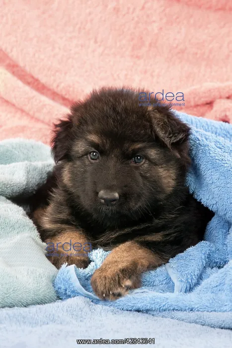 : DOG - German shepherd dog - puppy sitting on blankets : DOG - German shepherd dog - puppy sitting on blankets