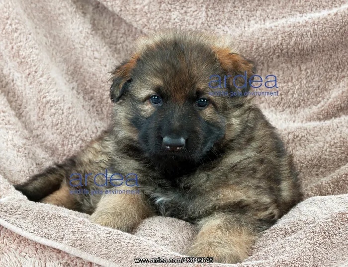 : DOG - German shepherd dog - puppy sitting on blankets : DOG - German shepherd dog - puppy sitting on blankets